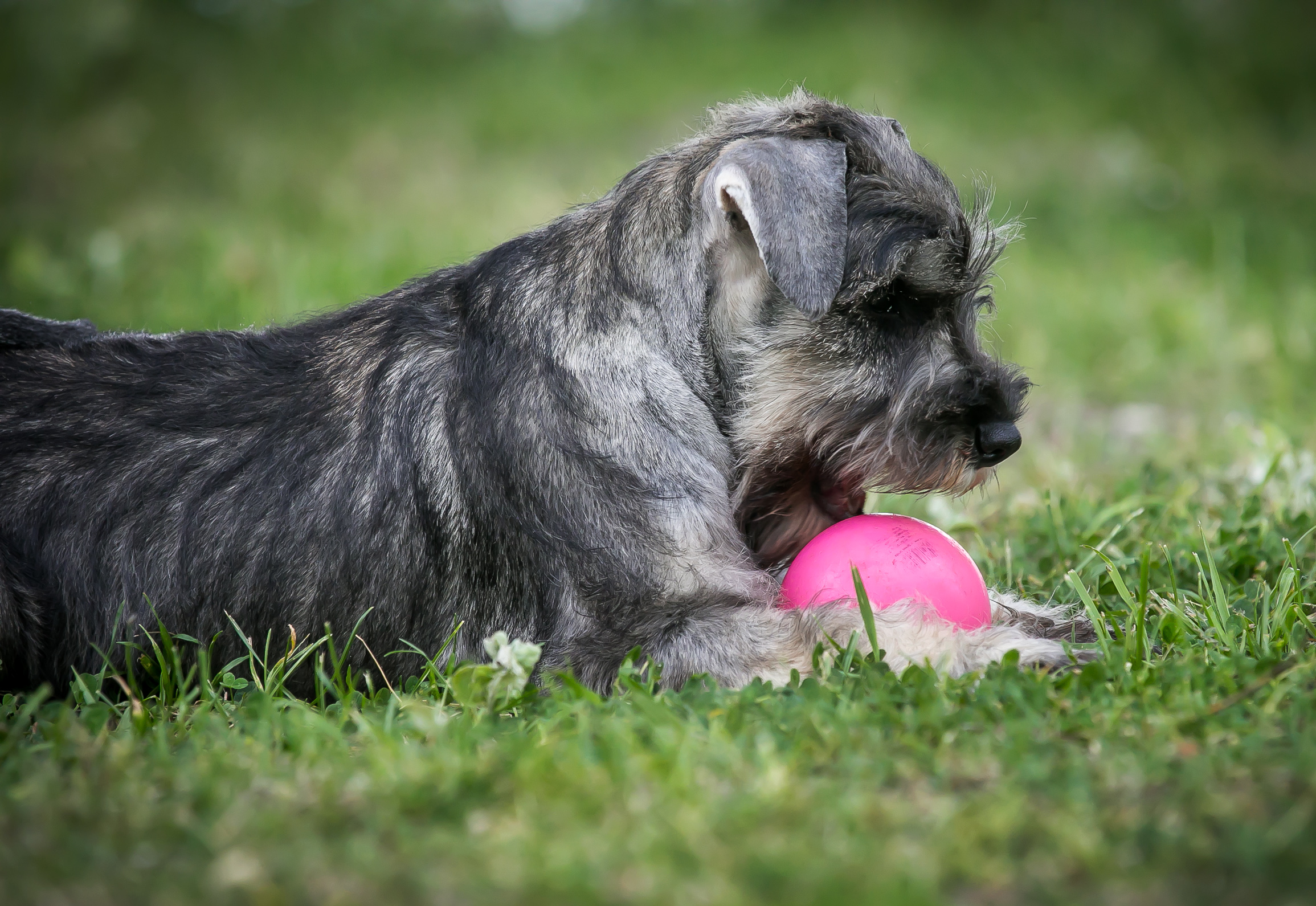 Schnauzer kölyök labdával